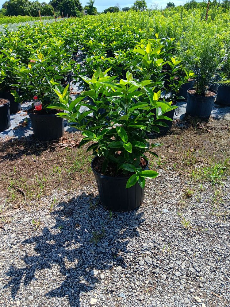 ixora-coccinea-nora-grant-flame-of-the-woods-jungle-flame-jungle-geranium
