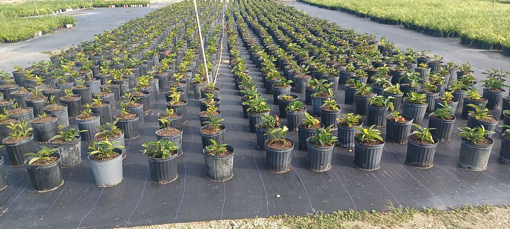 ixora-coccinea-nora-grant-flame-of-the-woods-jungle-flame-jungle-geranium