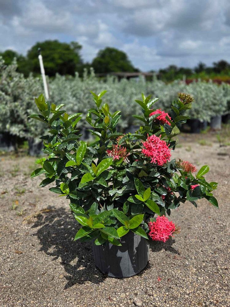 ixora-coccinea-nora-grant-flame-of-the-woods-jungle-flame-jungle-geranium