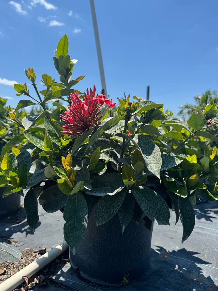 ixora-coccinea-nora-grant-flame-of-the-woods-jungle-flame-jungle-geranium
