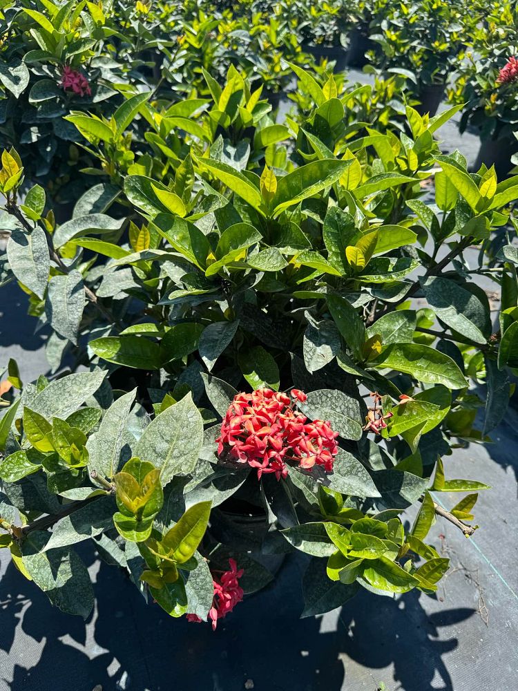 ixora-coccinea-nora-grant-flame-of-the-woods-jungle-flame-jungle-geranium