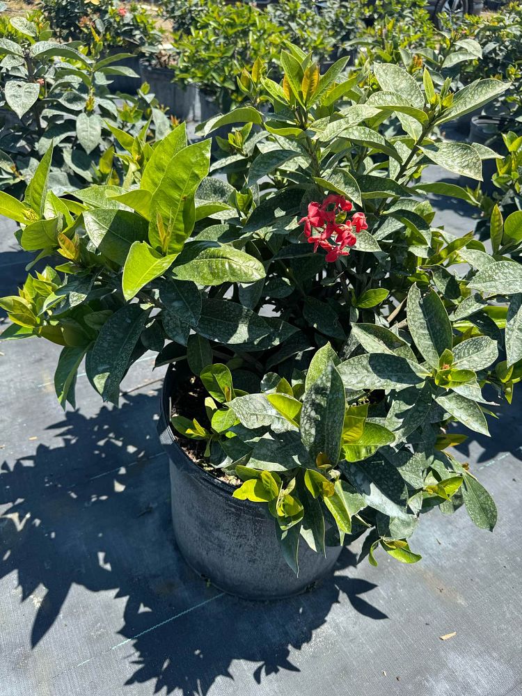 ixora-coccinea-nora-grant-flame-of-the-woods-jungle-flame-jungle-geranium