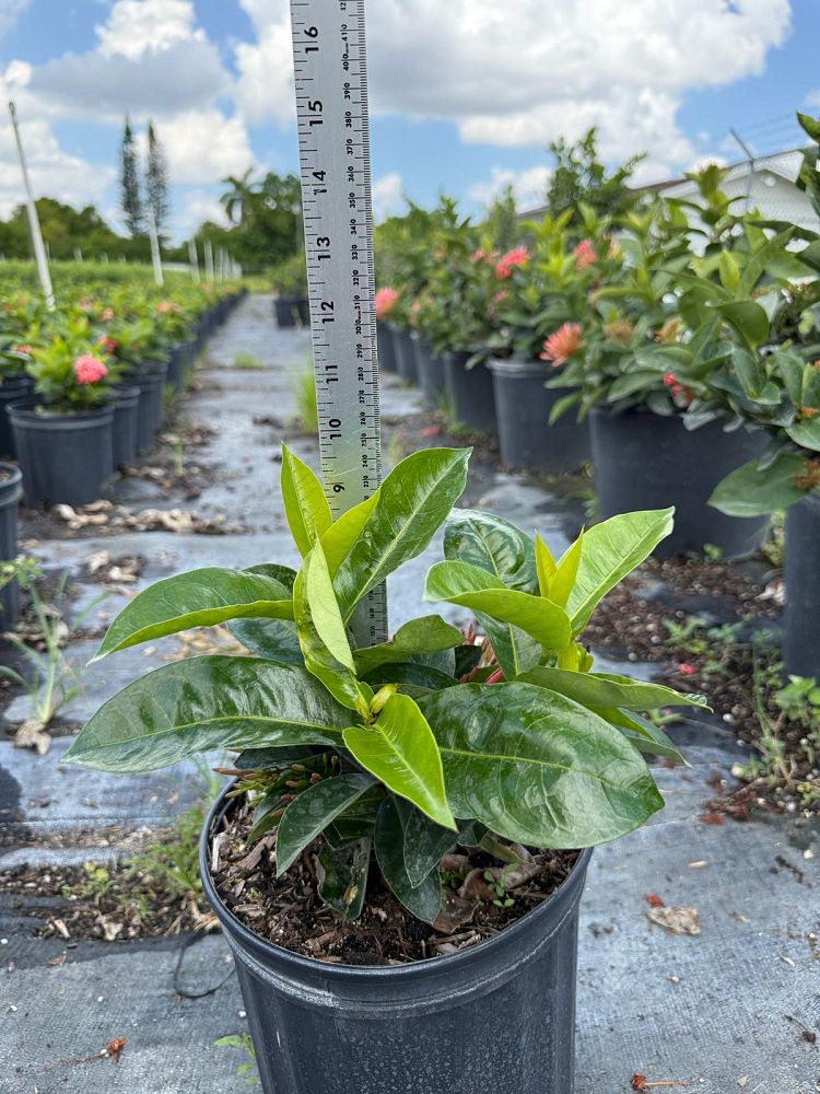 ixora-coccinea-nora-grant-flame-of-the-woods-jungle-flame-jungle-geranium