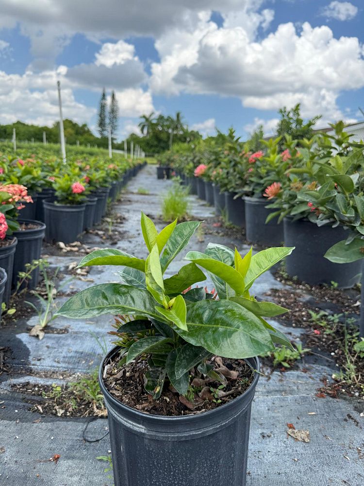 ixora-coccinea-nora-grant-flame-of-the-woods-jungle-flame-jungle-geranium