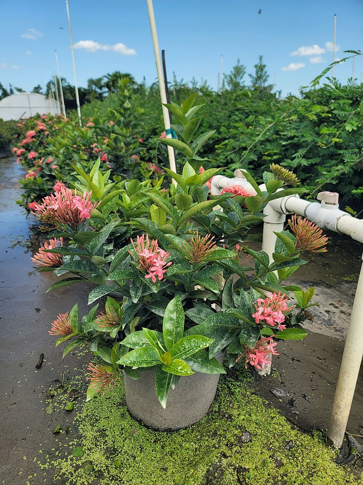 ixora-coccinea-nora-grant-flame-of-the-woods-jungle-flame-jungle-geranium
