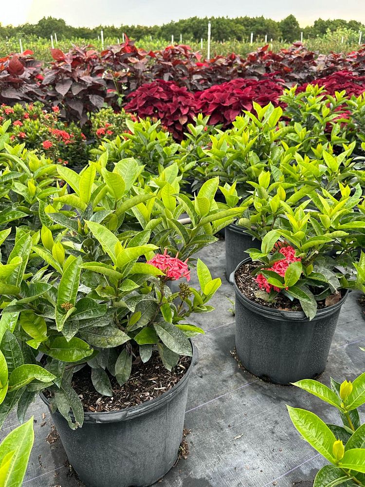 ixora-coccinea-nora-grant-flame-of-the-woods-jungle-flame-jungle-geranium