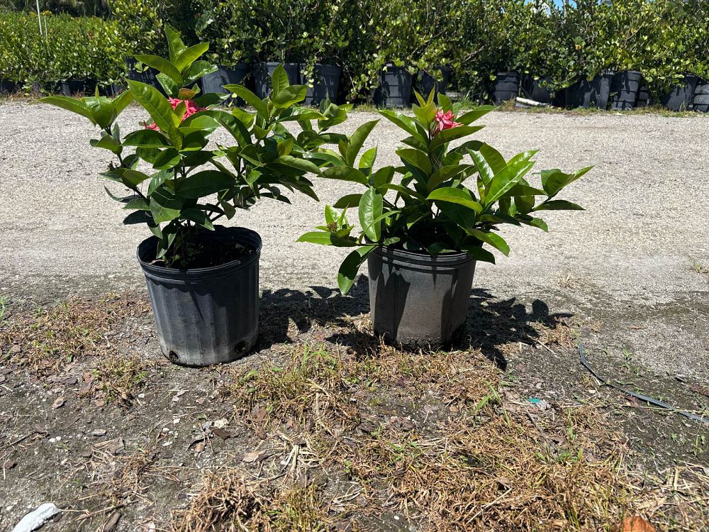 ixora-coccinea-nora-grant-flame-of-the-woods-jungle-flame-jungle-geranium
