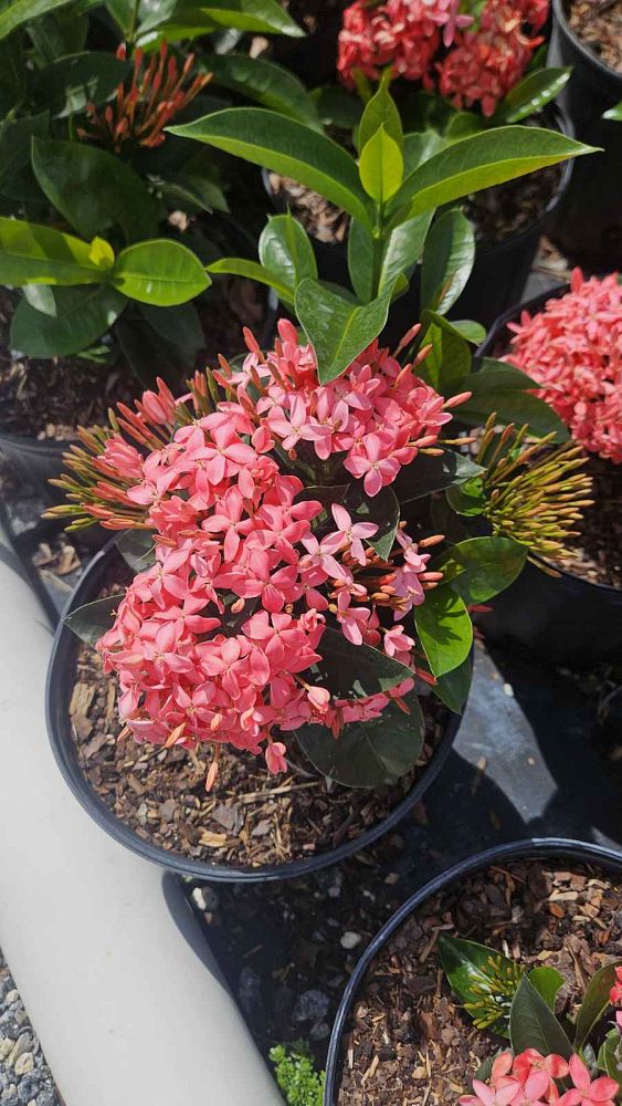 ixora-coccinea-nora-grant-flame-of-the-woods-jungle-flame-jungle-geranium