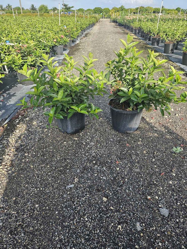 ixora-coccinea-nora-grant-flame-of-the-woods-jungle-flame-jungle-geranium