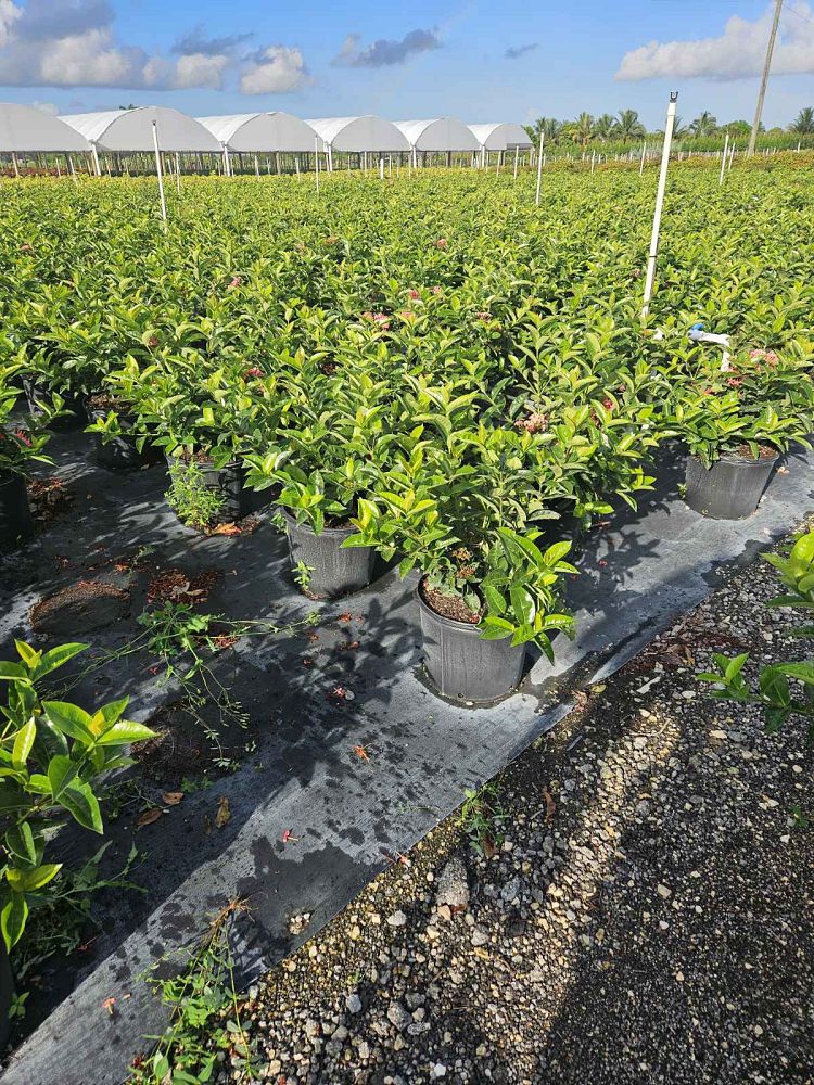 ixora-coccinea-nora-grant-flame-of-the-woods-jungle-flame-jungle-geranium