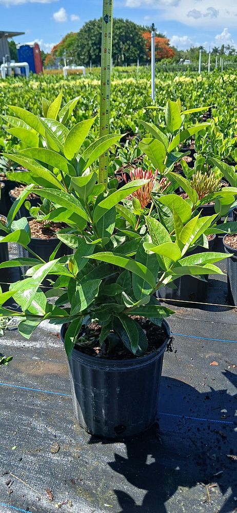 ixora-coccinea-nora-grant-flame-of-the-woods-jungle-flame-jungle-geranium