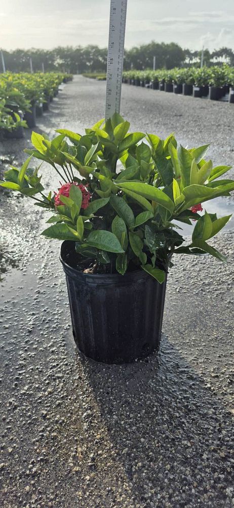 ixora-coccinea-nora-grant-flame-of-the-woods-jungle-flame-jungle-geranium