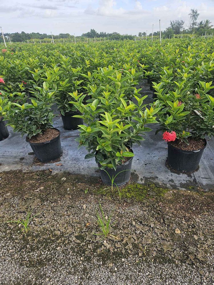 ixora-coccinea-nora-grant-flame-of-the-woods-jungle-flame-jungle-geranium