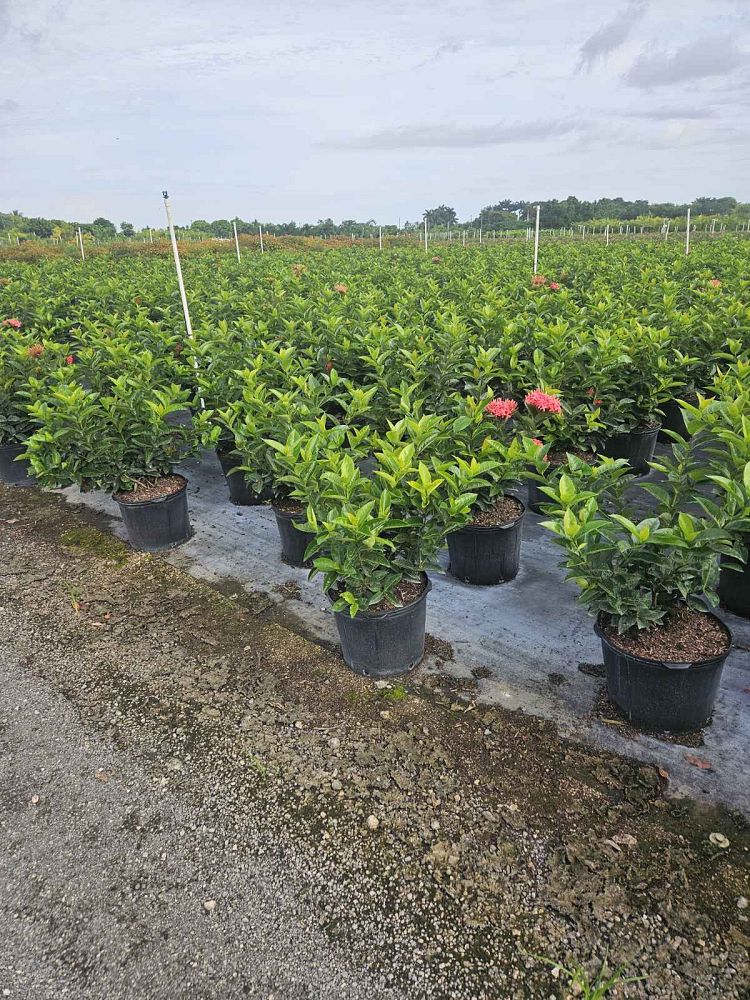 ixora-coccinea-nora-grant-flame-of-the-woods-jungle-flame-jungle-geranium
