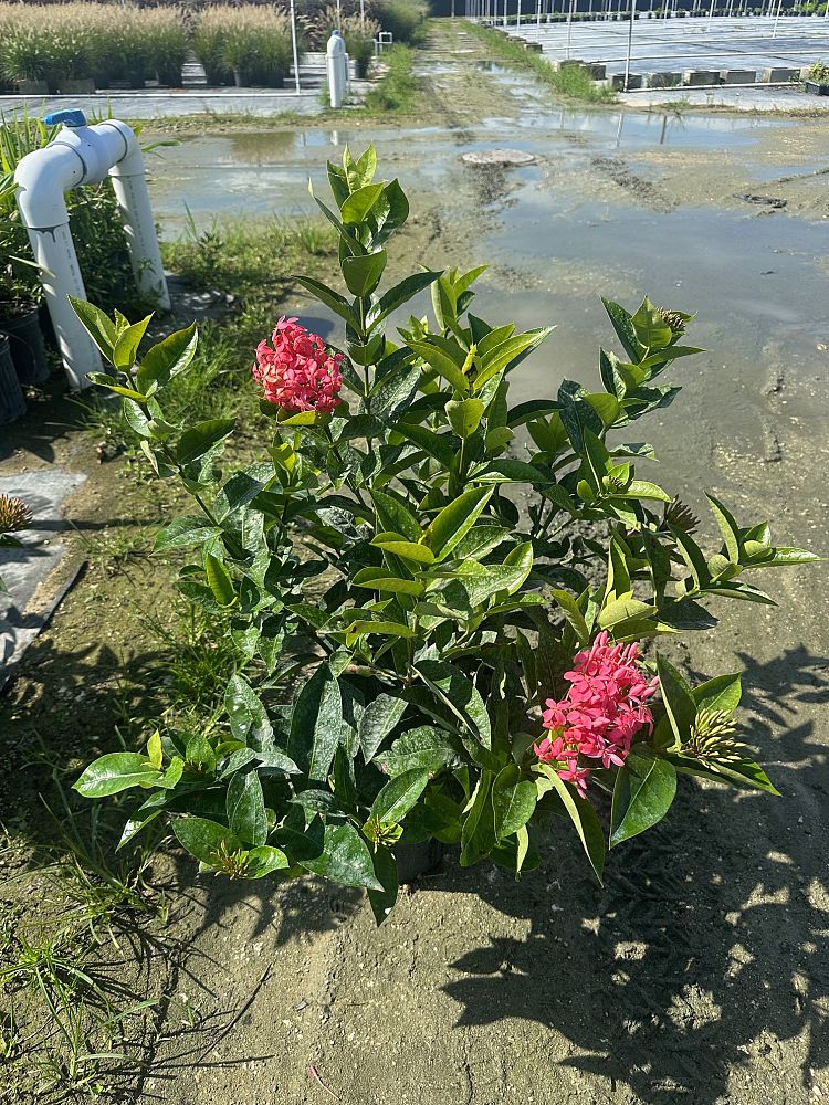 ixora-coccinea-nora-grant-flame-of-the-woods-jungle-flame-jungle-geranium
