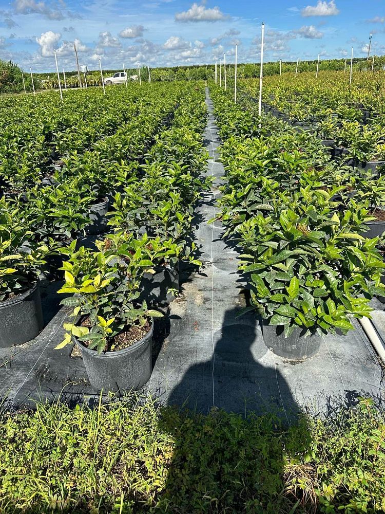 ixora-coccinea-nora-grant-flame-of-the-woods-jungle-flame-jungle-geranium