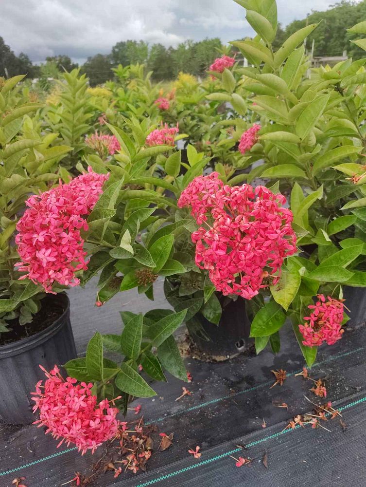 ixora-coccinea-nora-grant-flame-of-the-woods-jungle-flame-jungle-geranium