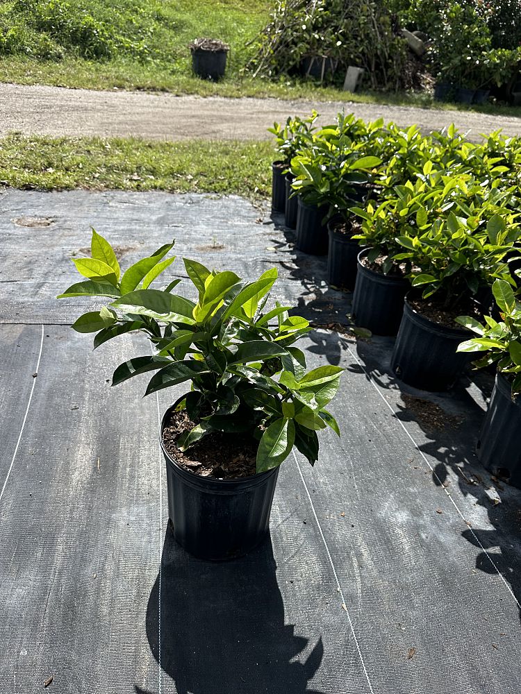 ixora-coccinea-nora-grant-flame-of-the-woods-jungle-flame-jungle-geranium