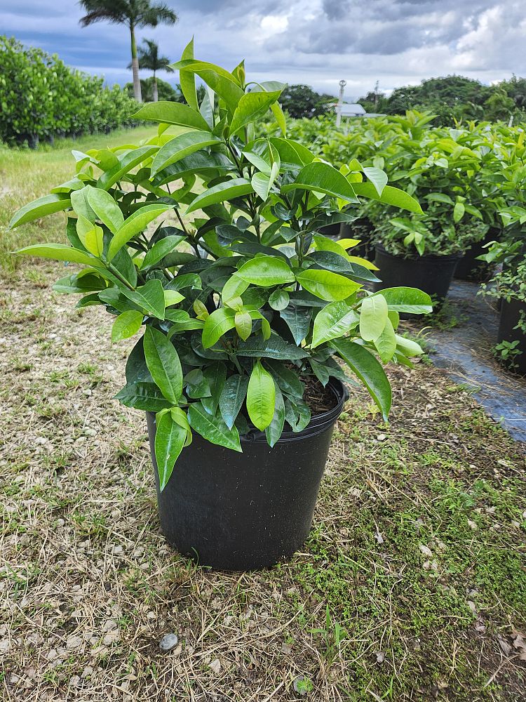 ixora-coccinea-nora-grant-flame-of-the-woods-jungle-flame-jungle-geranium