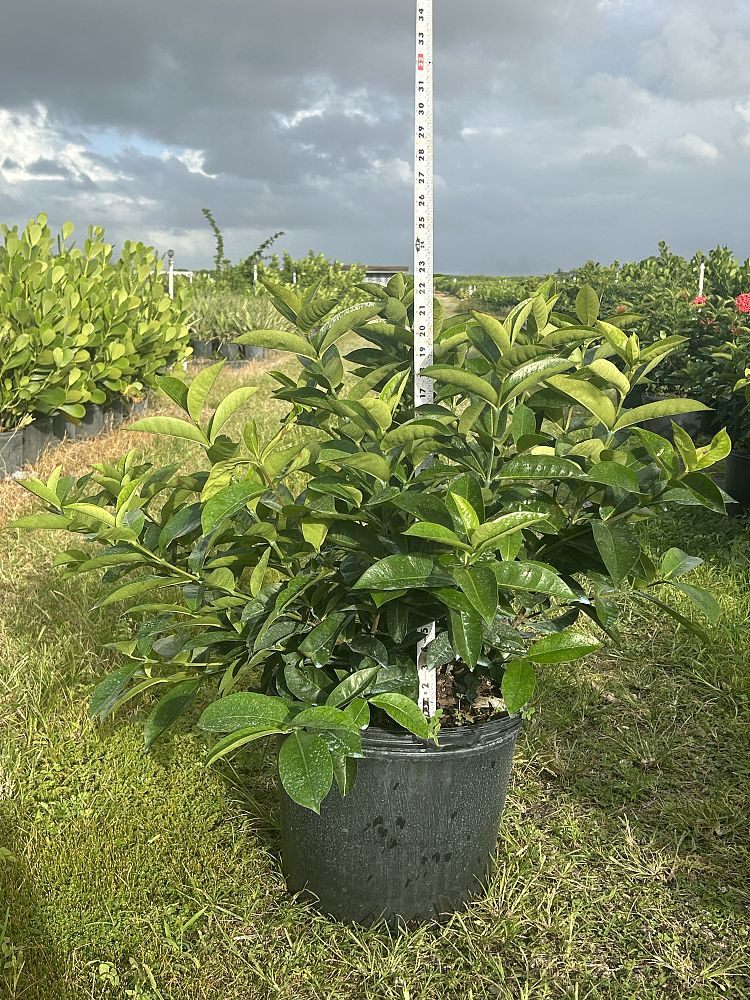 ixora-coccinea-nora-grant-flame-of-the-woods-jungle-flame-jungle-geranium