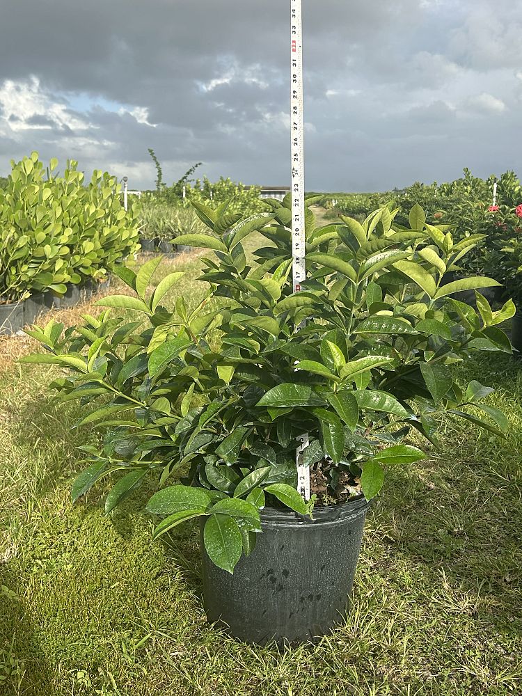 ixora-coccinea-nora-grant-flame-of-the-woods-jungle-flame-jungle-geranium