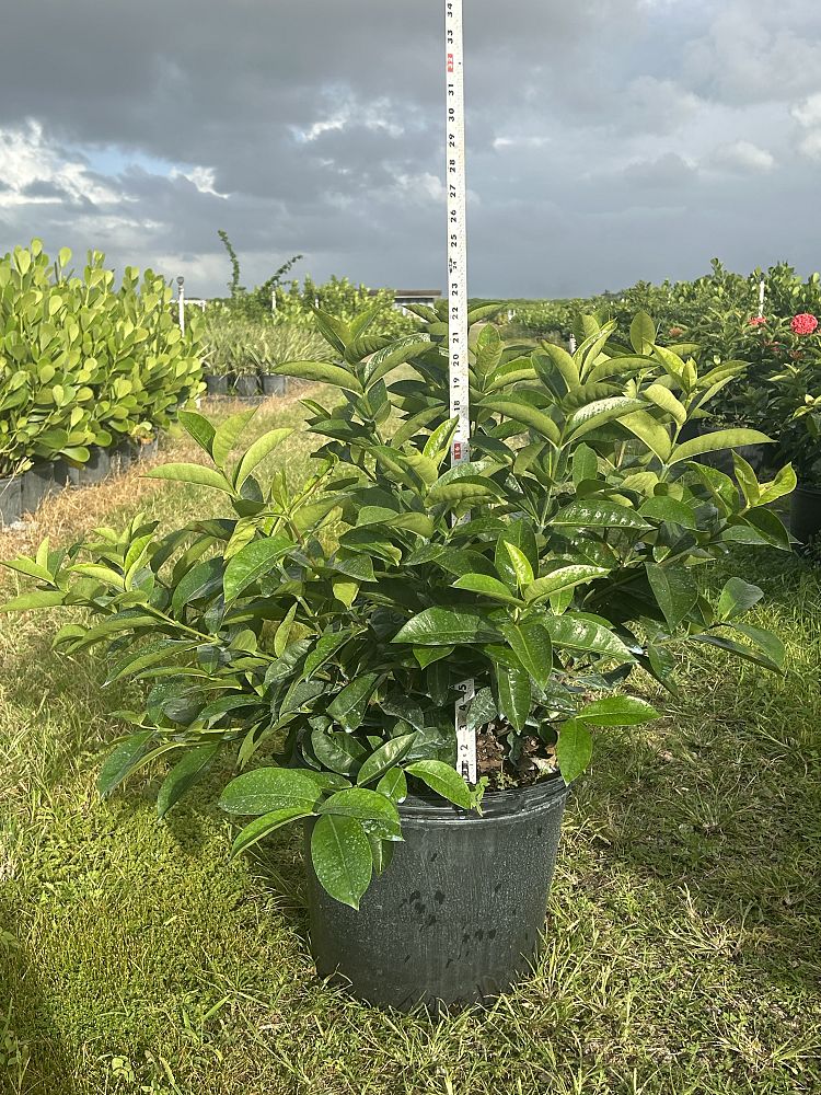 ixora-coccinea-nora-grant-flame-of-the-woods-jungle-flame-jungle-geranium