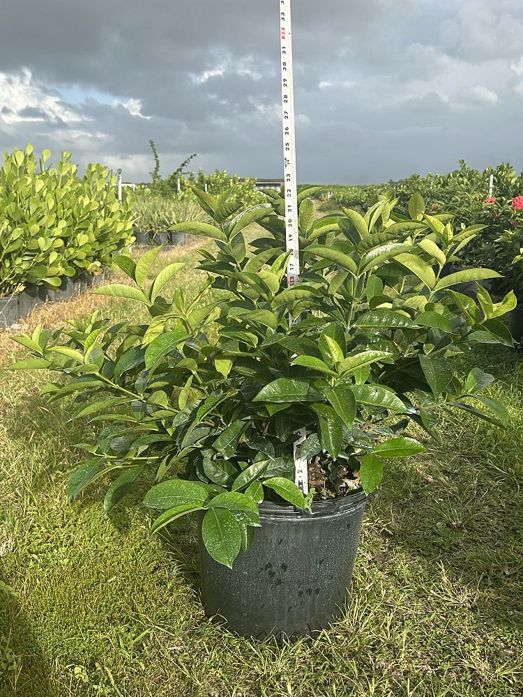 ixora-coccinea-nora-grant-flame-of-the-woods-jungle-flame-jungle-geranium