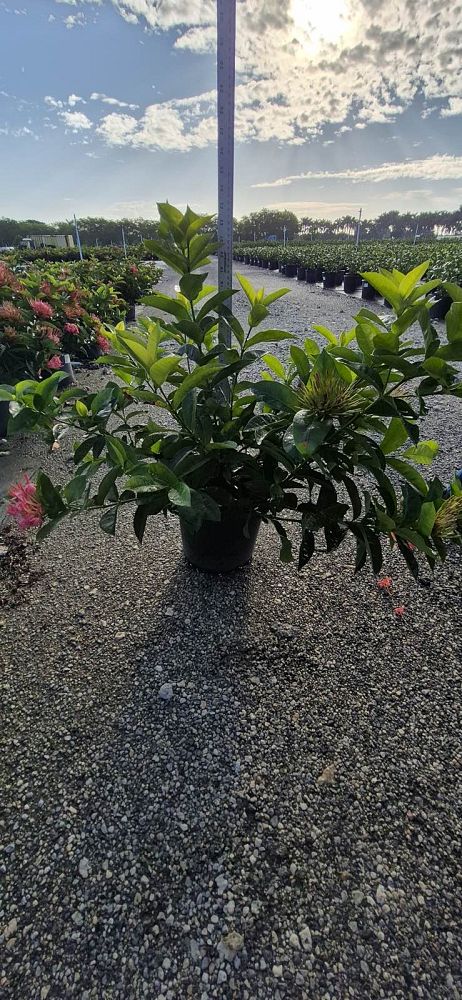 ixora-coccinea-nora-grant-flame-of-the-woods-jungle-flame-jungle-geranium