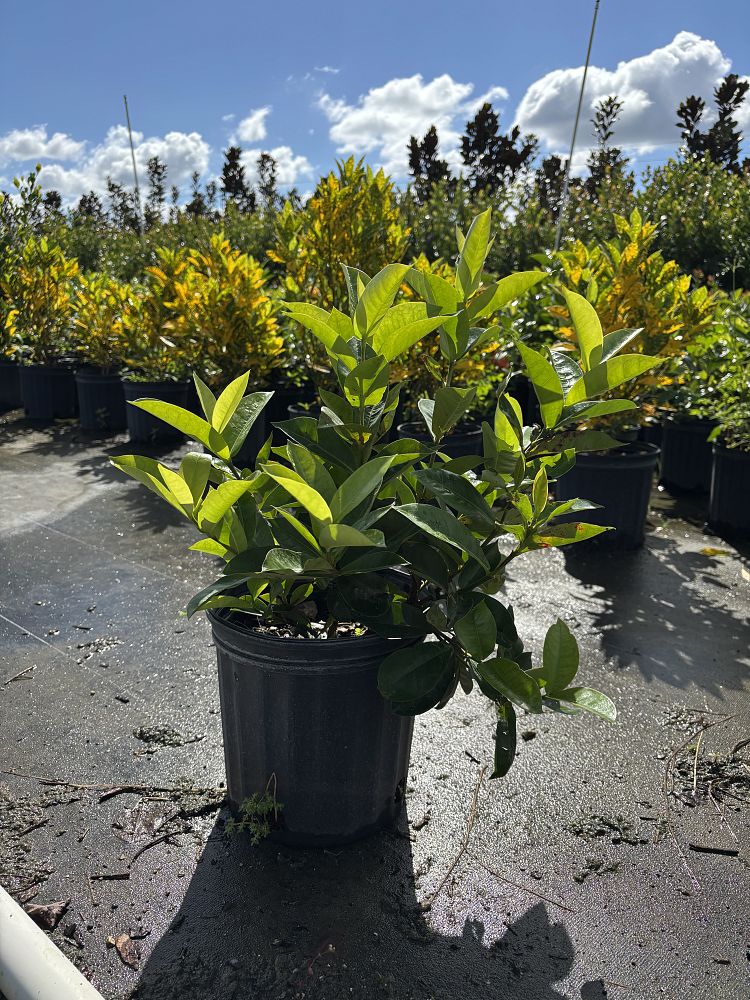 ixora-coccinea-nora-grant-flame-of-the-woods-jungle-flame-jungle-geranium
