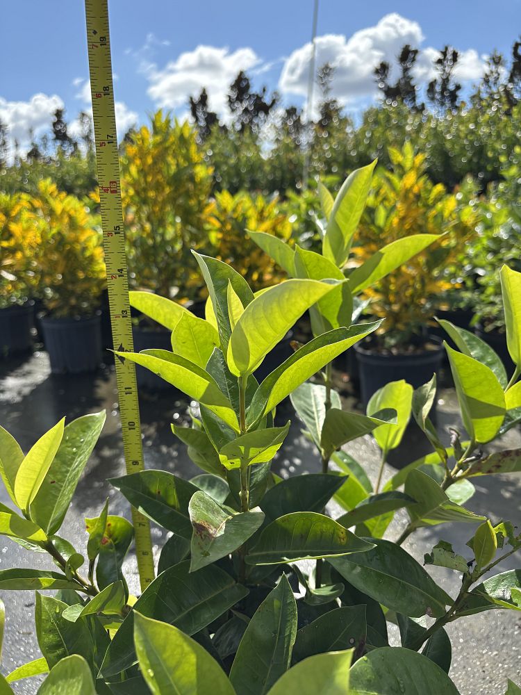 ixora-coccinea-nora-grant-flame-of-the-woods-jungle-flame-jungle-geranium