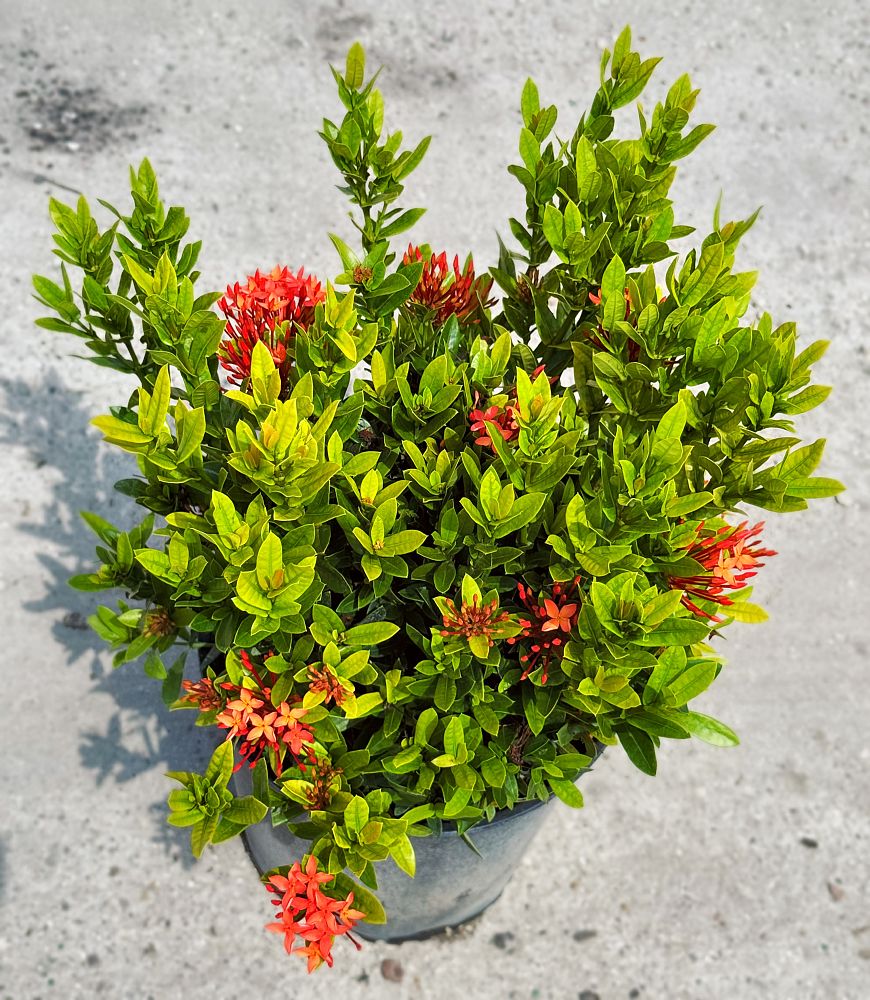 ixora-coccinea-red-thai-dwarf-flame-of-the-woods-jungle-flame-jungle-geranium