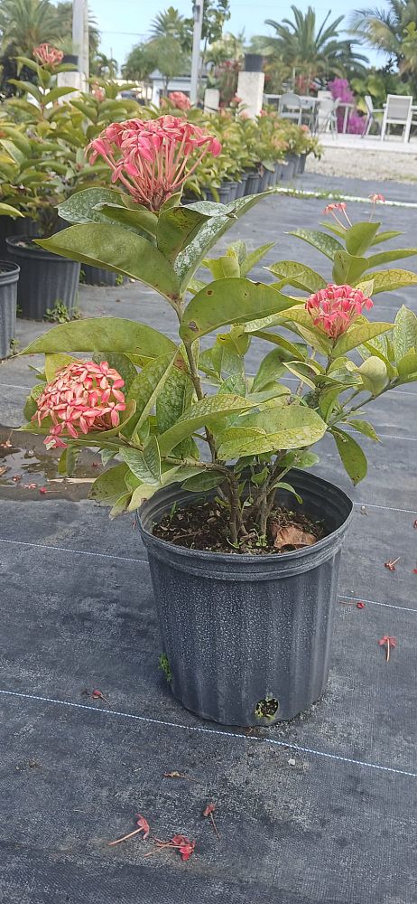 ixora-coccinea-red-thai-dwarf-flame-of-the-woods-jungle-flame-jungle-geranium