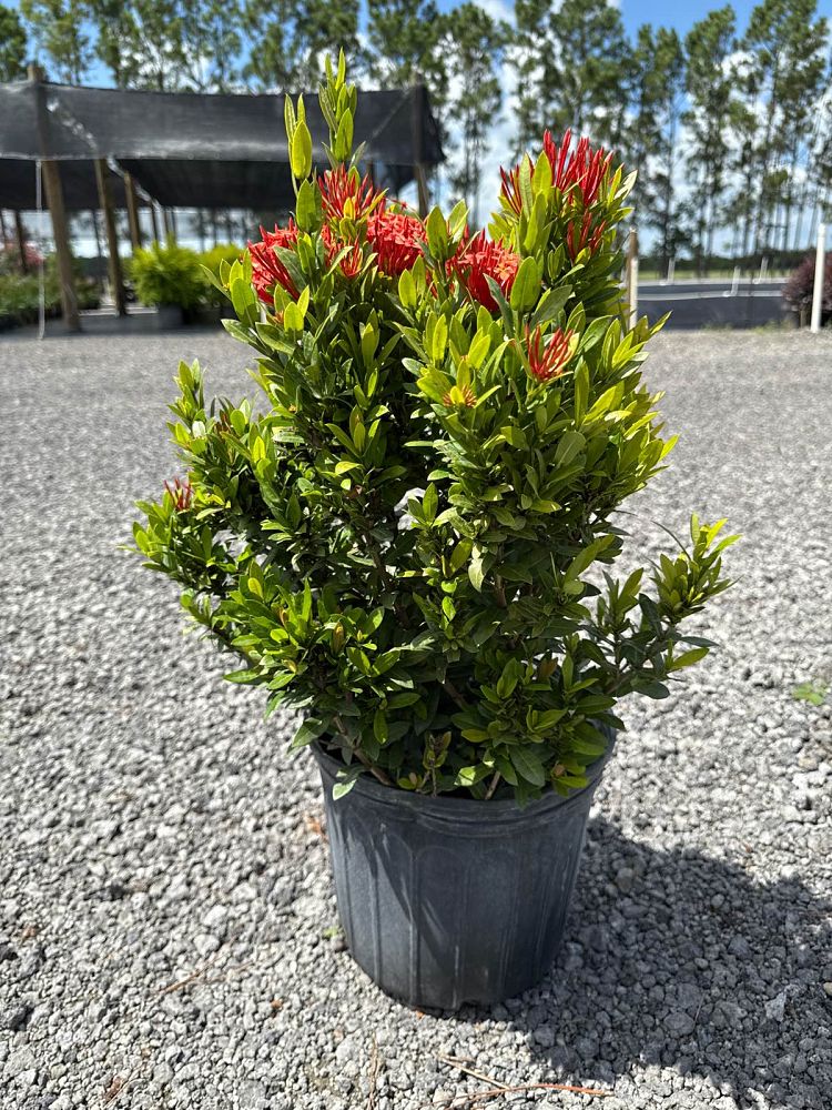ixora-coccinea-red-thai-dwarf-flame-of-the-woods-jungle-flame-jungle-geranium