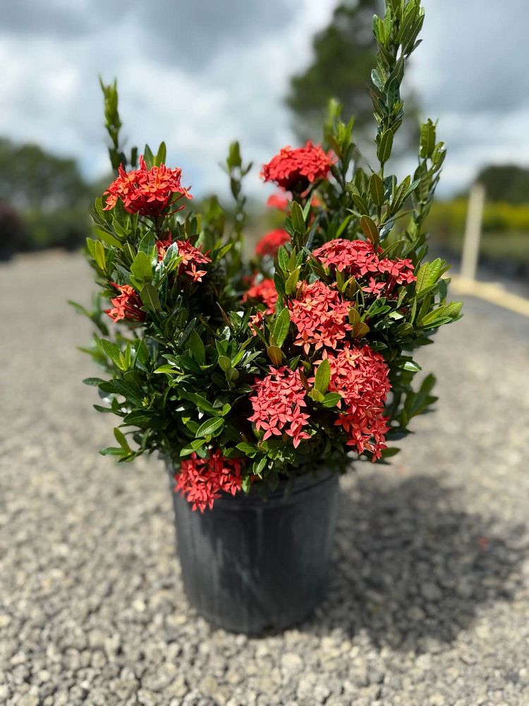 ixora-coccinea-red-thai-dwarf-flame-of-the-woods-jungle-flame-jungle-geranium