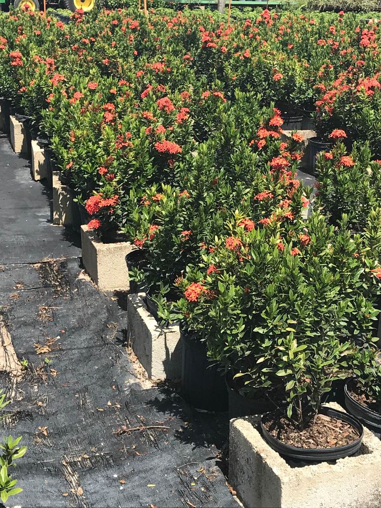 ixora-flame-of-the-woods-jungle-flame-jungel-geranium