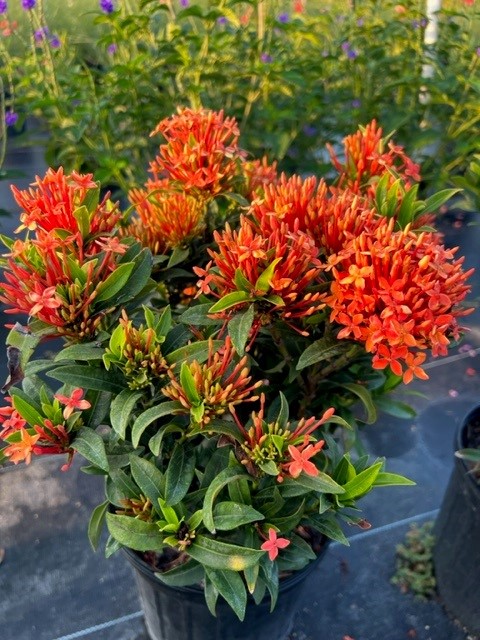 ixora-flame-of-the-woods-jungle-flame-jungel-geranium