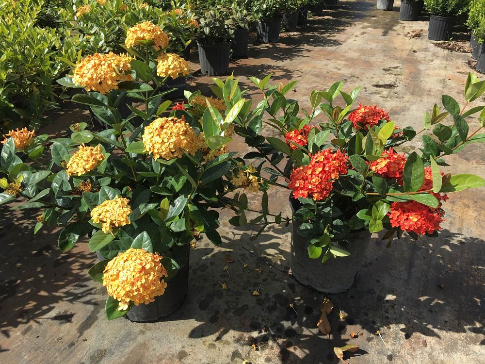 ixora-maui-hybrid-ixora