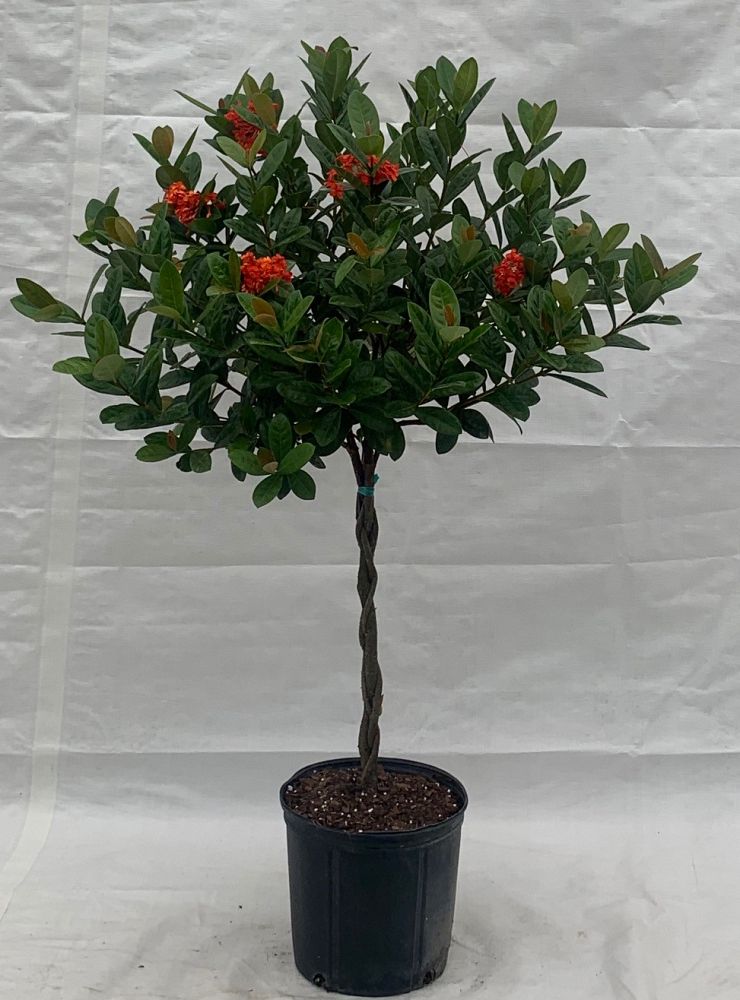 ixora-maui-hybrid-ixora