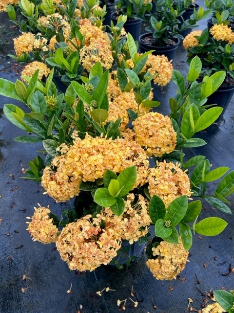 ixora-maui-hybrid-ixora
