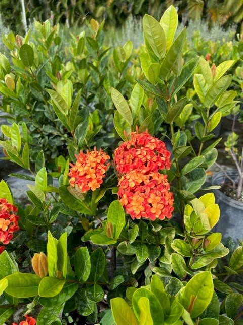 ixora-maui-hybrid-ixora