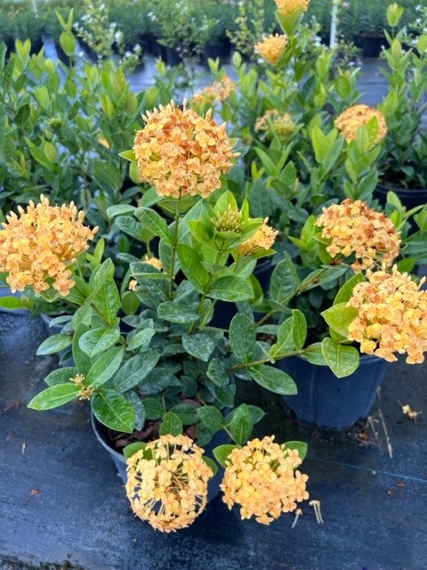 ixora-maui-hybrid-ixora