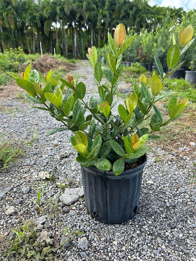 ixora-maui-hybrid-ixora