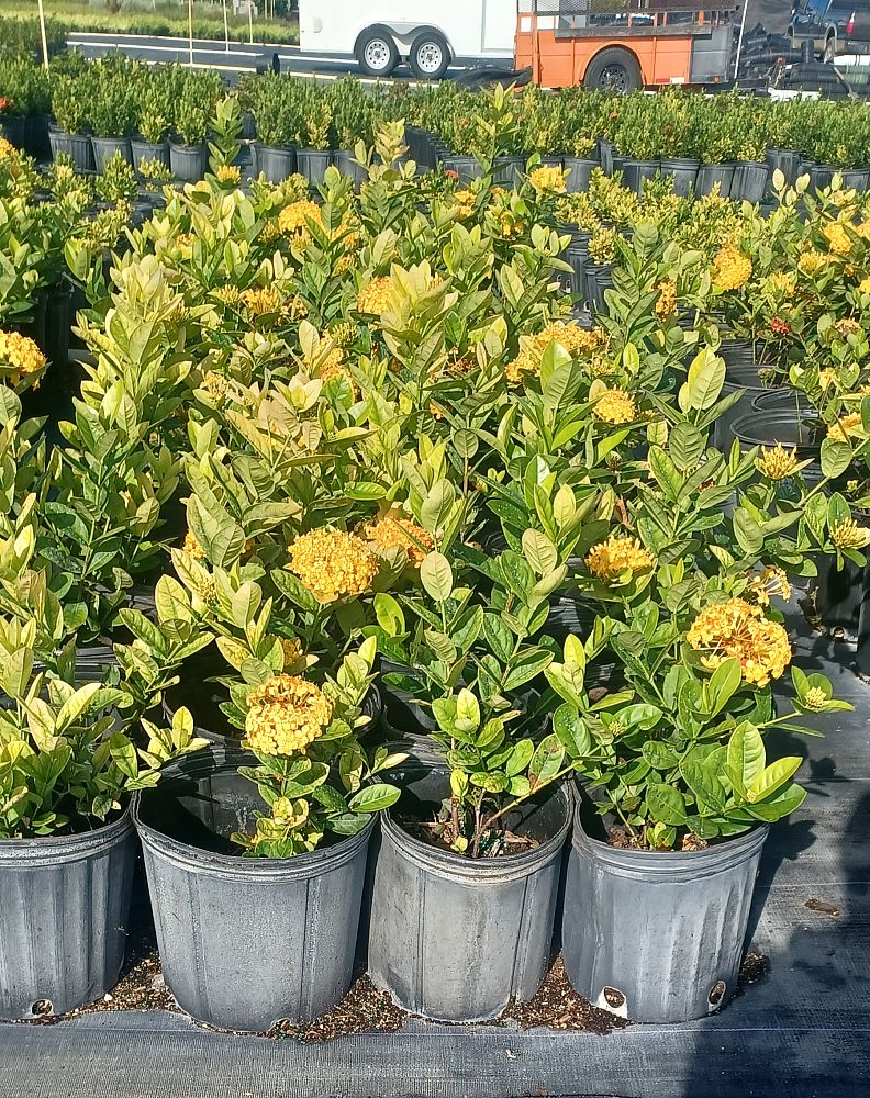 ixora-maui-hybrid-ixora