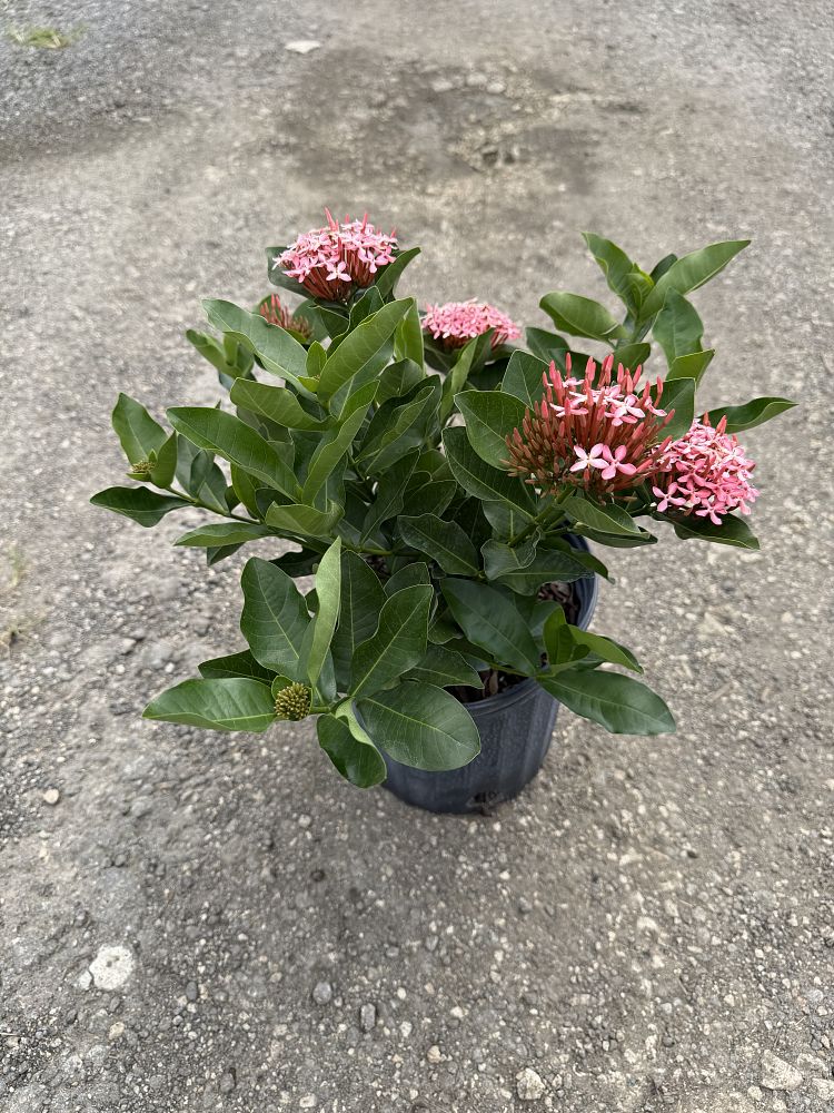 ixora-maui-hybrid-ixora