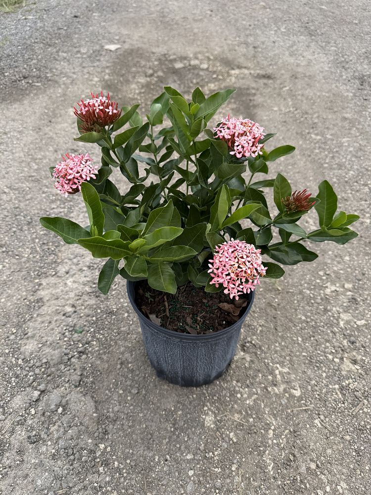 ixora-maui-hybrid-ixora