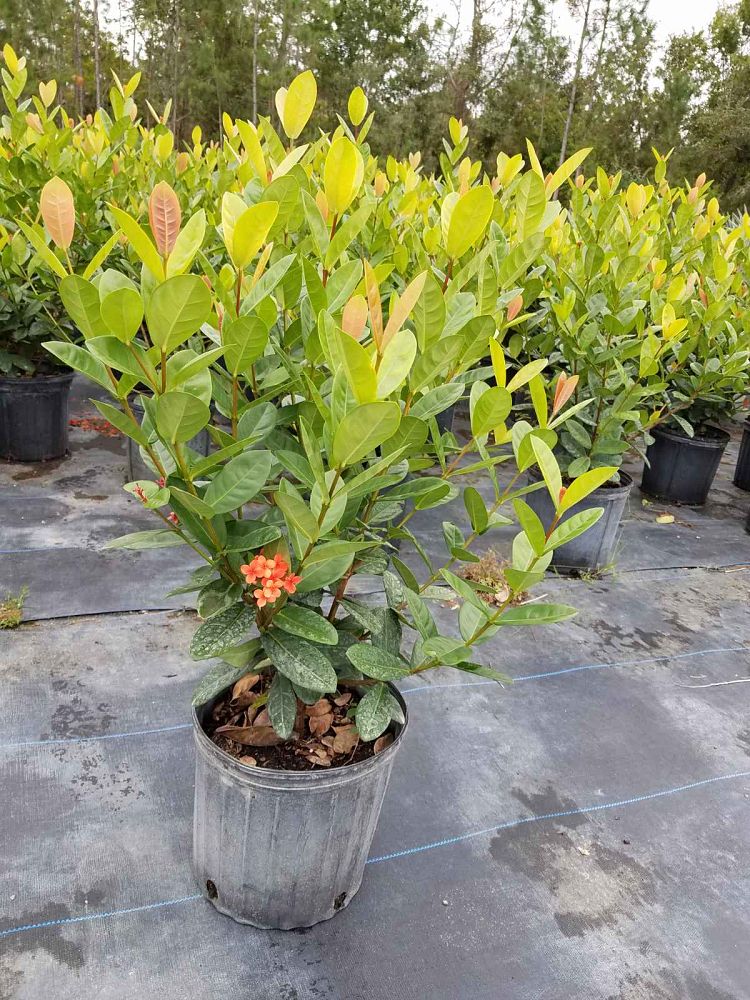 ixora-maui-orange