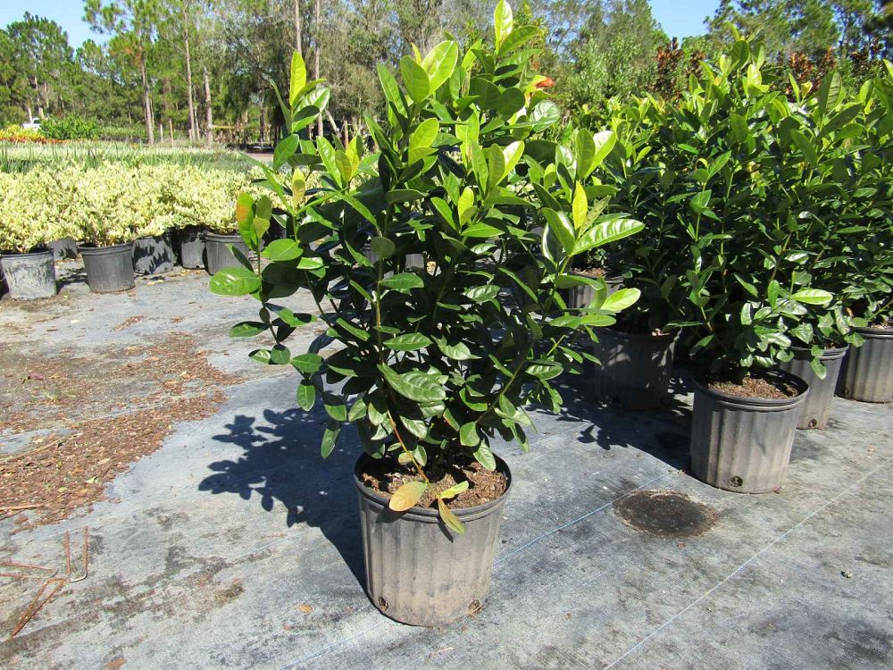 ixora-maui-orange
