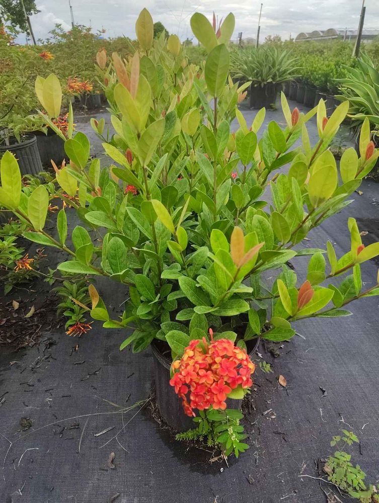 ixora-maui-orange