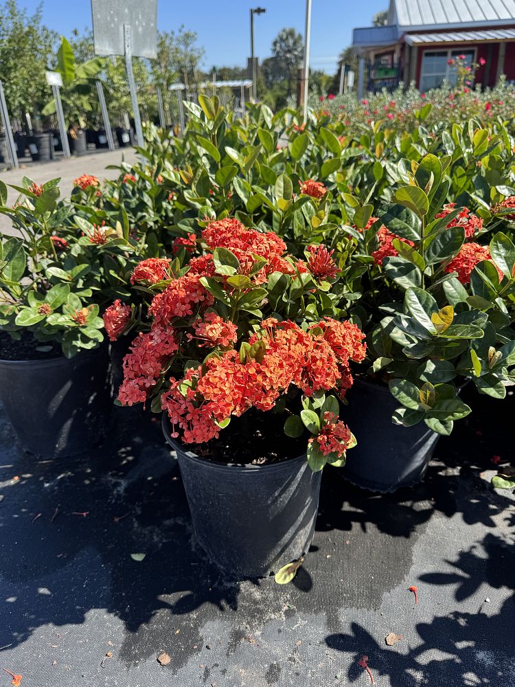 ixora-maui-orange