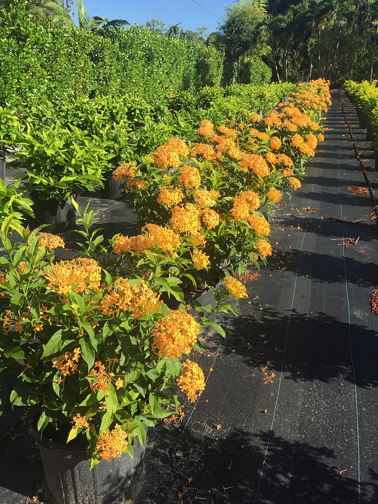ixora-orange-sherbert